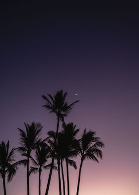 Palms at Dawn