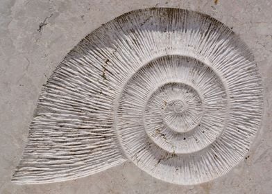 Fossil snail impression 