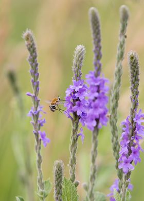 Bee fly and purple flowers
