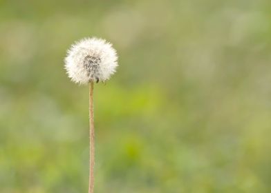 White dandelion on green