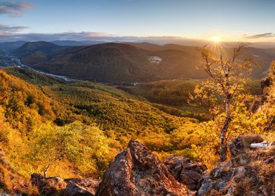 Autumn forest landcape