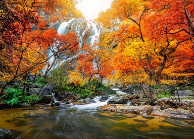 Autumn forest in Thailand