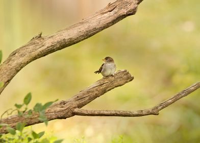 Sparrow in a tree