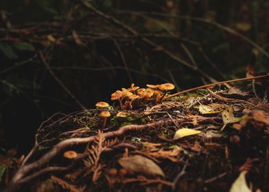 Autumn Mushroom Cluster