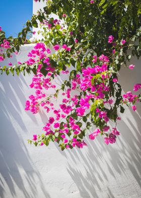 Santorini Flowers Pink