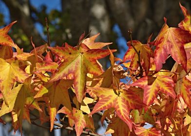 Colorful Autumn Leaves