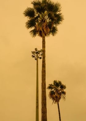 California and Palm Trees