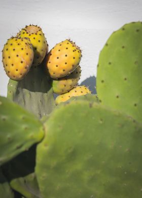 Prickly Pear