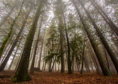 Light and Trees