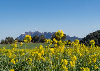 Montserrat in flowers 1