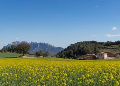 Montserrat in flowers 2