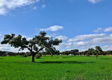 Spanish countryside