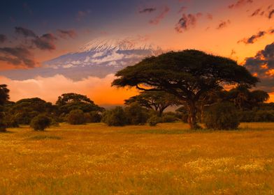 Savanna Kenya Kilimanjaro