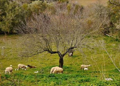 Sheep on a meadow