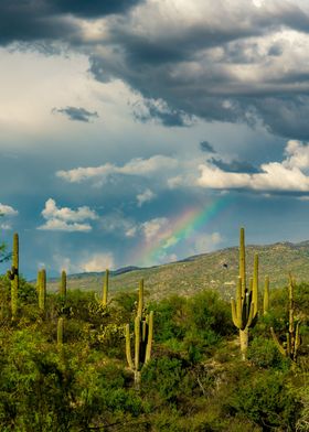 Saguaro Rainbow