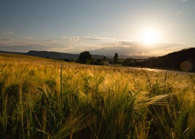 Golden cereal field