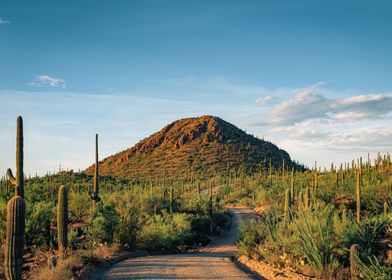 Saguaro National Park