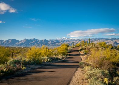 Saguaro National Park