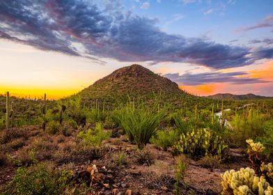 Saguaro National Park