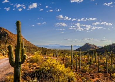 Saguaro National Park