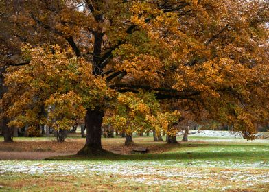 Oak tree in autum