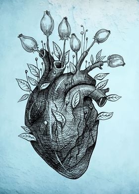 heart anatomical structure