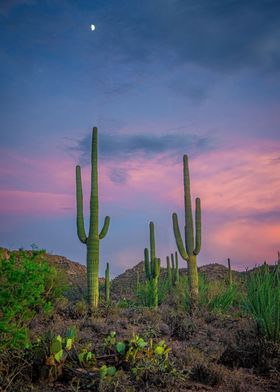 Saguaro Sunset