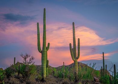 Saguaro National Park