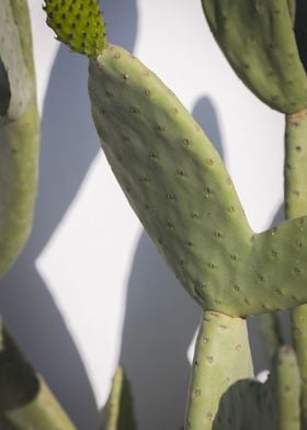 Santorini Cactus Big