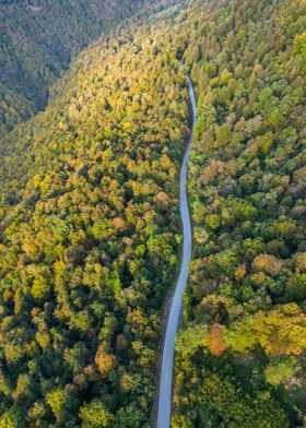 Autumn Forest Road