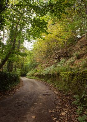 Old Forest Road