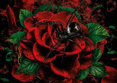 Spider on a Rose