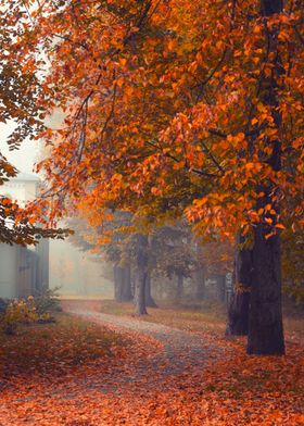 Autumn path in foggy park