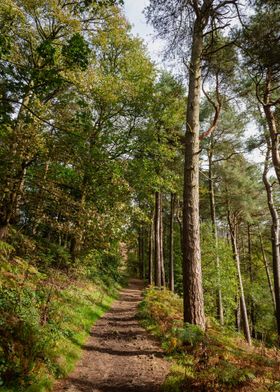 Tall Forest Trees