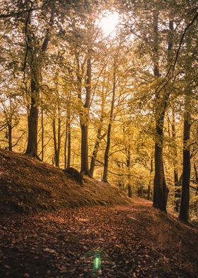 Autumn Forest Sun