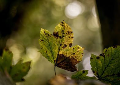 Golden Autumn Leaves