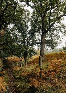 Autumn Peak District Woods