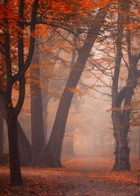 Autumn misty landscape