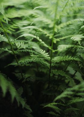 Fern Leaves CloseUp