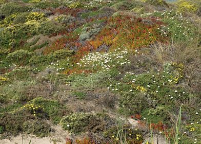 Dunes vegetation 02