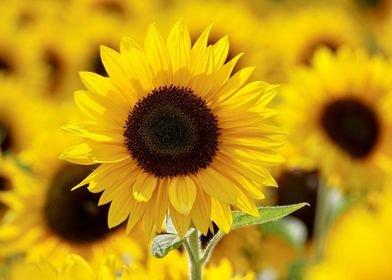 Yellow sunflower field