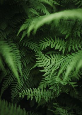 Overlapping Fern Foliage