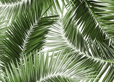 Palm Leaves Pattern Dream4