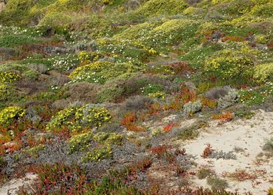 Dunes vegetation 01