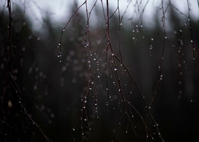 Raindrops on tree branches