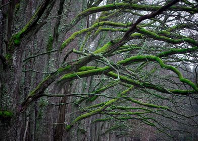 Green Moss Trees  Branches