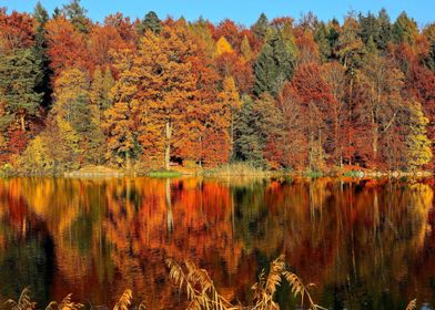 Autumn in Forest at Lake