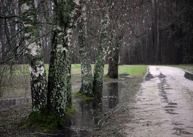 Birches trees in rainy day