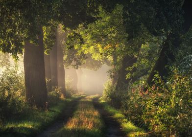 Oak alley in autumn fog