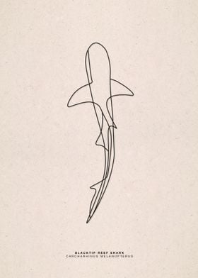 line art reef shark